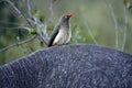 Kruger Yellow-billed oxpecker bird