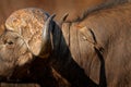 Yellow-billed oxpecker, Buphagus africanus, in brown fur of big buffalo. Bird behaviour in savannah, Kruger National Park, South Royalty Free Stock Photo