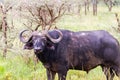 Cape buffalo and Yellow-billed oxpecker in Serengeti National Park, Tanzania Royalty Free Stock Photo