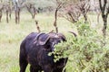 Cape buffalo and Yellow-billed oxpecker in Serengeti National Park, Tanzania Royalty Free Stock Photo