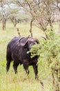 Cape buffalo and Yellow-billed oxpecker in Serengeti National Park, Tanzania Royalty Free Stock Photo