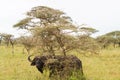 Cape buffalo and Yellow-billed oxpecker in Serengeti National Park, Tanzania Royalty Free Stock Photo