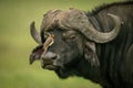 Yellow-billed oxpecker on face of Cape buffalo Royalty Free Stock Photo