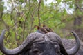 Yellow Billed Oxpeckers having a ride