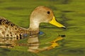 Yellow-billed Pintail Anas georgica