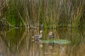 Yellow Billed Pintail Royalty Free Stock Photo