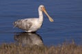 Yellow-billed Spoonbill Royalty Free Stock Photo