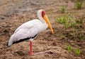 Yellow billed stalk resting Royalty Free Stock Photo