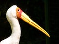 Yellow-billed Stork