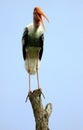 Yellow billed stork Royalty Free Stock Photo