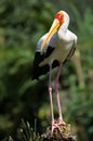Yellow-billed Stork Royalty Free Stock Photo