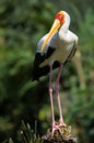 Yellow-billed Stork