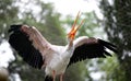 Yellow-billed Stork