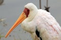 Yellow-billed Stork Royalty Free Stock Photo