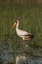 Yellow-billed Stork Royalty Free Stock Photo