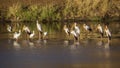 Yellow-Billed stork and african spoonbill in Kruger National park, South Africa