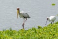 Yellow-billed Stork and African Spoonbill