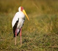 Yellow-billed Stork