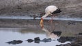 Yellow billed stork on Chobe River with reflection Royalty Free Stock Photo
