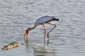 Yellow-billed Stork and Crocodile, Selous Game Reserve, Tanzania