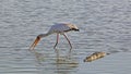 Yellow-billed Stork and Crocodile, Selous Game Reserve, Tanzania