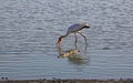 Yellow-billed Stork and Crocodile, Selous Game Reserve, Tanzania