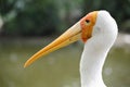 Yellow billed stork Royalty Free Stock Photo