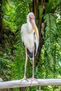 Yellow-billed stork in front of rain forest vegetation in Malaysia Royalty Free Stock Photo