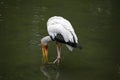 Yellow billed stork feeding Royalty Free Stock Photo