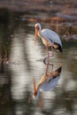 Yellow-billed Stork hunting in a pool Royalty Free Stock Photo