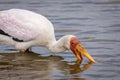 A Yellow billed stork hunting in the water Royalty Free Stock Photo