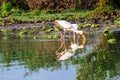 Yellow billed Stork and its reflection Royalty Free Stock Photo