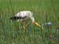 Yellow-billed stork Kenya 2023. Regular RF image.