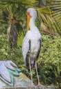 Yellow-Billed Stork