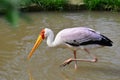 Yellow billed stork lookingfor food Royalty Free Stock Photo