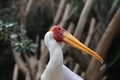 Yellow-billed stork enjoying a good day in a forest