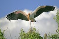 Yellow-billed Stork (Mycteria ibis) Royalty Free Stock Photo