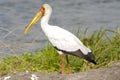 Yellow-billed stork - Mycteria Ibis Royalty Free Stock Photo