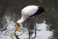 Yellow-billed Stork, Mycteria ibis, Royalty Free Stock Photo