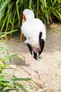 Yellow billed stork, Mycteria ibis aka wood stork or wood ibis Royalty Free Stock Photo
