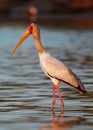 Yellow-billed Stork - Mycteria ibis also wood stork or ibis, large African wading stork species family Ciconiidae, widespread Royalty Free Stock Photo