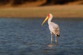 Yellow-billed Stork - Mycteria ibis also wood stork or ibis, large African wading stork species family Ciconiidae, widespread Royalty Free Stock Photo