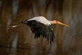 Yellow-billed Stork - Mycteria ibis also wood stork or ibis, large African wading stork species family Ciconiidae, widespread Royalty Free Stock Photo