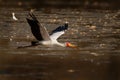 Yellow-billed Stork - Mycteria ibis also wood stork or ibis, large African wading stork species family Ciconiidae, widespread Royalty Free Stock Photo