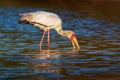 Yellow-billed Stork - Mycteria ibis also wood stork or ibis, large African wading stork species family Ciconiidae, widespread Royalty Free Stock Photo