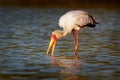 Yellow-billed Stork - Mycteria ibis also wood stork or ibis, large African wading stork species family Ciconiidae, widespread Royalty Free Stock Photo