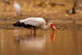 Yellow-billed Stork - Mycteria ibis also wood stork or ibis, large African wading stork species family Ciconiidae, widespread Royalty Free Stock Photo