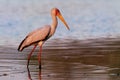 Yellow-billed Stork - Mycteria ibis also wood stork or ibis, large African wading stork species family Ciconiidae, widespread Royalty Free Stock Photo