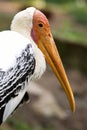 Yellow-billed stork Mycteria ibis. Close up portrait of this large bird. Long orange beak, pink wrinkly face. Royalty Free Stock Photo