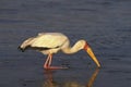 Yellow Billed Stork, mycteria ibis, Fishing, Nakuru Park in Kenya